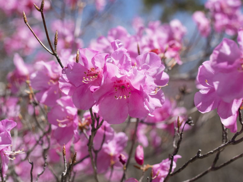 網走市の花「えぞむらさきつつじ」